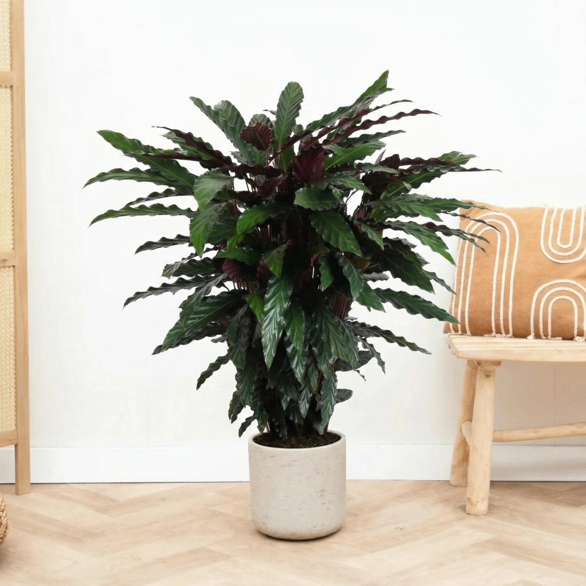 Calathea Rufibarba
