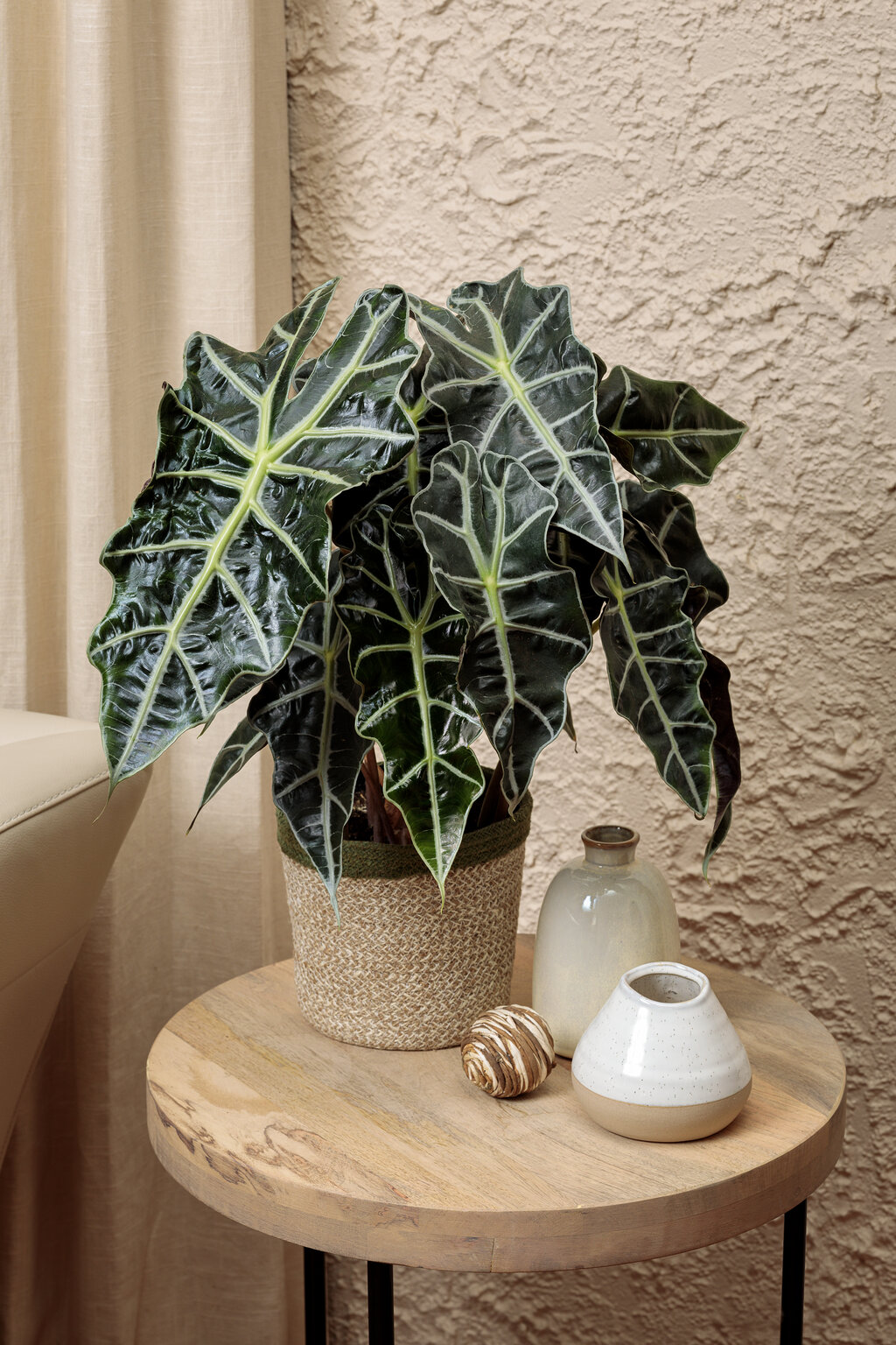Alocasia Zebrina